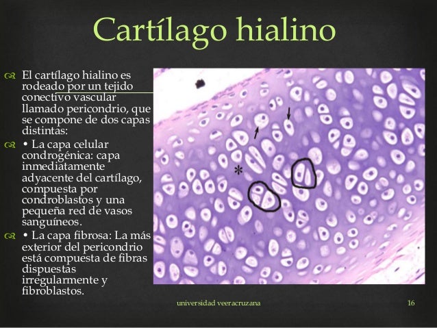 El cartílago