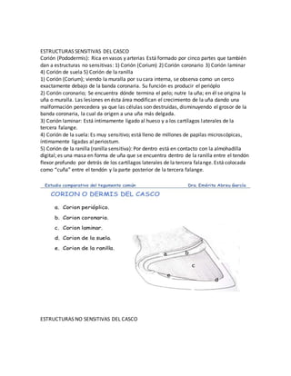 ESTRUCTURAS SENSITIVAS DEL CASCO
Corión (Pododermis): Rica en vasos y arterias Está formado por cinco partes que también
dan a estructuras no sensitivas: 1) Corión (Corium) 2) Corión coronario 3) Corión laminar
4) Corión de suela 5) Corión de la ranilla
1) Corión (Corium); viendo la muralla por su cara interna, se observa como un cerco
exactamente debajo de la banda coronaria. Su función es producir el perióplo
2) Corión coronario; Se encuentra dónde termina el pelo; nutre la uña; en él se origina la
uña o muralla. Las lesiones en ésta área modifican el crecimiento de la uña dando una
malformación perecedera ya que las células son destruidas, disminuyendo el grosor de la
banda coronaria, la cual da origen a una uña más delgada.
3) Corión laminar: Está íntimamente ligado al hueso y a los cartílagos laterales de la
tercera falange.
4) Corión de la suela: Es muy sensitivo; está lleno de millones de papilas microscópicas,
íntimamente ligadas al periostum.
5) Corión de la ranilla (ranilla sensitiva): Por dentro está en contacto con la almohadilla
digital; es una masa en forma de uña que se encuentra dentro de la ranilla entre el tendón
flexor profundo por detrás de los cartílagos laterales de la tercera falange. Está colocada
como “cuña” entre el tendón y la parte posterior de la tercera falange.
ESTRUCTURAS NO SENSITIVAS DEL CASCO
 