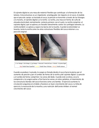 El cojinete digital es una masa de material flexible que contribuye a la formación de los
talones. Esta estructura es un importante amortiguador de impacto en el casco. A medida
que el peso de cuerpo se traslada al casco, la presión se transmite a través de las falanges
a la muralla, al cojinete digital y a la ranilla. La ranilla, una masa en forma de cuña de
elevada elasticidad, normalmente contacta primero con el suelo. La ranilla comprime al
cojinete digital, que se aplana y es forzado lateralmente contra los cartílagos laterales. La
ranilla también se aplana y separa las barras de la muralla. Cuando la extremidad se
levanta, tanto la ranilla como las otras estructuras flexibles del casco retornan a su
posición original.
Cuando se produce la pisada, la sangre es forzada desde el casco hacia la pierna por el
aumento de presión y por el cambio de forma de la ranilla y del cojinete digital. La presión
y el cambio de forma comprimen las venas del dedo. Cuando este se eleva, cesa la
compresión y la sangre vuelve a fluir hacia las venas; en otras palabras, el movimiento de
las estructuras blandas del casco funciona como una bomba. El ejercicio aumenta la
circulación sanguínea en el dedo y favorece un buen crecimiento del casco. La falta de
ejercicio, la resecación de la muralla y una nutrición deficiente inhiben el normal
crecimiento del casco
 