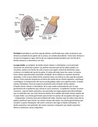 Perióplo:el perióplo es una fina capa de tubulos cornificados que cubre la pared en una
distancia variable (2cm) apartir de la corona, en sentido desendente. Toma tono lechoso si
el casco se empapa en agua. Deriva de una angosta banda perioplica por ensima de la
banda coronaria y concéntrica con ella.
La capa media: se compone de tejido córneo tubular e intertubular y es la principal
estructura de sostén de la pared. Los perfiles transversales de los tubos pueden ser
circulares, ovales o en forma de cuña y tienen una región central de elementos laxos
similares a la médula del eje de los pelos. El córtex del tubo tiene tres zonas: la interna
tiene células queratinizadas orientadas alrededor de la médula en espirales bastante
apretadas, la de la zona media forma espirales laxas y la interna es otra capa de espirales
densas. Estas espirales dispuestas en forma de muelle de las células tubulares, contribuye
a amortiguar la comprensión del casco cuando golpea sobre una superficie dura. El tejido
córneo intertubular llena los espacios existentes entre el tejido córneo tubular.
El tejido córneo tubular e intertubular de la capa media está producido por la capa
germinativa de la epidermis que reviste el surco coronario. La epidermis recubre el corion
coronario, capa de tejido conjuntivo vascularizada con largas papilas bien desarrolladas
que se extienden por una corta distancia dentro de la médula del tejido córneo tubular de
la capa media. Las células germinales que revisten las puntas de las papilas dan lugar a los
componentes celulares laxos de la médula del tubo, mientras que los lados y base de las
papilas proliferan para formar las células córneas del córtex. Las células germinativas que
recubren la parte interpupilar del corion coronario dan lugar al tejido intertubular. El
tejido conjuntivo más profundo del corion coronario compuesto por tejido conjuntivo
denso y numerosos vasos sanguíneos.
 