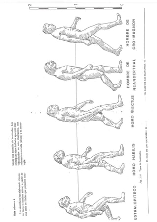 El caso de los elefantes.
