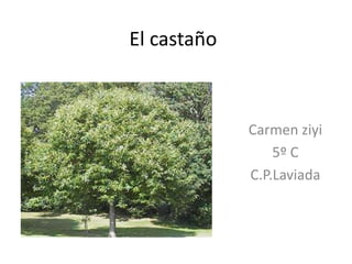 El castaño

Carmen ziyi
5º C
C.P.Laviada

 