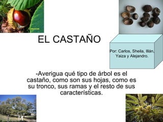 EL CASTAÑO -Averigua qué tipo de árbol es el castaño, como son sus hojas, como es su tronco, sus ramas y el resto de sus características. Por: Carlos, Sheila, Illán, Yaiza y Alejandro. 