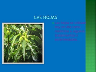  Las
hojas se utilizan
hoy en día como
medicina a algunos
tratamientos o
enfermedades .