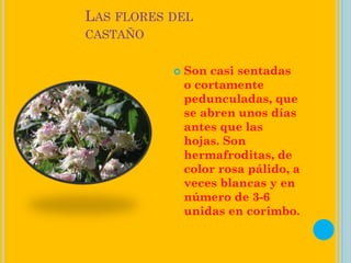 LAS FLORES DEL
CASTAÑO
Son casi sentadas
o cortamente
pedunculadas, que
se abren unos días
antes que las
hojas. Son
hermafroditas, de
color rosa pálido, a
veces blancas y en
número de 3-6
unidas en corimbo.