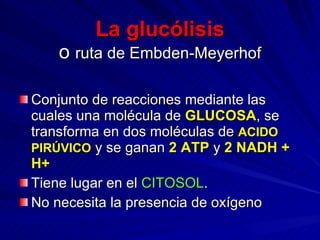 La glucólisis o  ruta de Embden-Meyerhof Conjunto de reacciones mediante las cuales una molécula de  GLUCOSA , se transforma en dos moléculas de  ACIDO PIRÚVICO  y se ganan  2 ATP  y  2 NADH + H+ Tiene lugar en el  CITOSOL . No necesita la presencia de oxígeno 