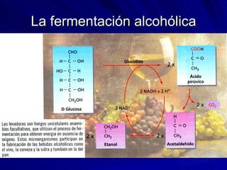 La fermentación alcohólica 