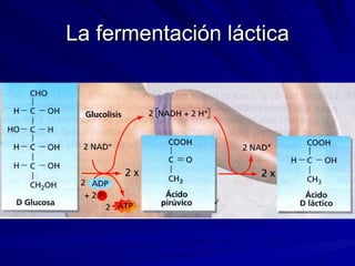 La fermentación láctica 