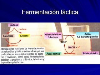 Fermentación láctica 