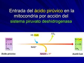 Entrada del  ácido pirúvico  en la mitocondria por acción del  sistema piruvato deshidrogenasa   