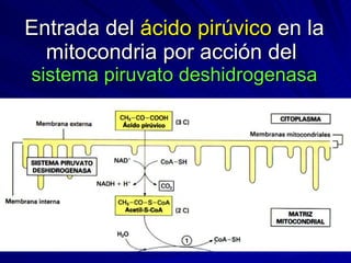 Entrada del  ácido pirúvico  en la mitocondria por acción del  sistema piruvato deshidrogenasa 