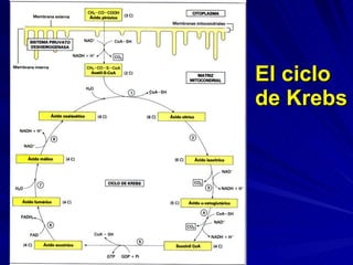El ciclo de Krebs 