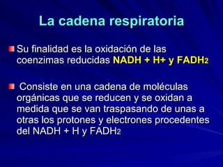 La cadena respiratoria Su finalidad es la oxidación de las coenzimas reducidas  NADH + H+ y FADH 2 Consiste en una cadena de moléculas orgánicas que se reducen y se oxidan a medida que se van traspasando de unas a otras los protones y electrones procedentes del NADH + H y FADH 2 