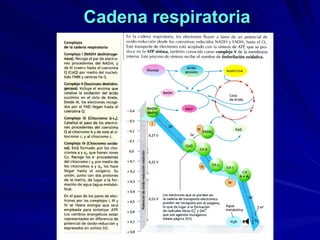 Cadena respiratoria 