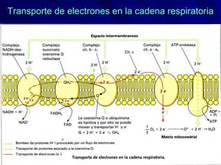 Transporte de electrones en la cadena respiratoria 
