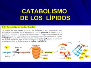 CATABOLISMO  DE LOS  LÍPIDOS 