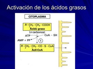 Activación de los ácidos grasos 