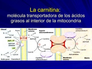 La carnitina :  molécula transportadora de los ácidos grasos al interior de la mitocondria 