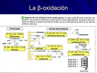 La  β -oxidación 