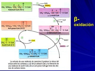 β - oxidación 