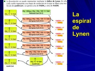 La espiral de Lynen 