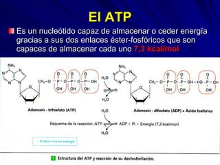 El ATP Es un nucleótido capaz de almacenar o ceder energía gracias a sus dos enlaces éster-fosfóricos que son capaces de almacenar cada uno  7,3 kcal/mol 