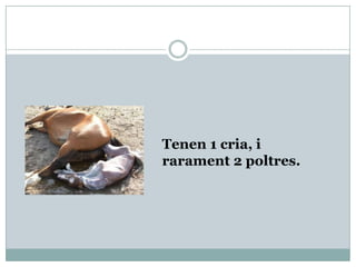 Tenen 1 cria, i
rarament 2 poltres.
 