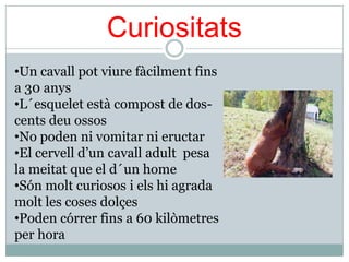Curiositats
•Un cavall pot viure fàcilment fins
a 30 anys
•L´esquelet està compost de dos-
cents deu ossos
•No poden ni vomitar ni eructar
•El cervell d’un cavall adult pesa
la meitat que el d´un home
•Són molt curiosos i els hi agrada
molt les coses dolçes
•Poden córrer fins a 60 kilòmetres
per hora
 