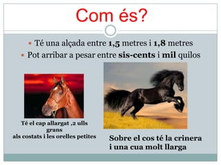 Com és?
       Té una alçada entre 1,5 metres i 1,8 metres
    Pot arribar a pesar entre sis-cents i mil quilos




   Té el cap allargat ,2 ulls
              grans
als costats i les orelles petites   Sobre el cos té la crinera
                                    i una cua molt llarga
 