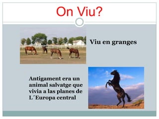 On Viu?

                        Viu en granges




Antigament era un
animal salvatge que
vivia a las planes de
L´Europa central
 