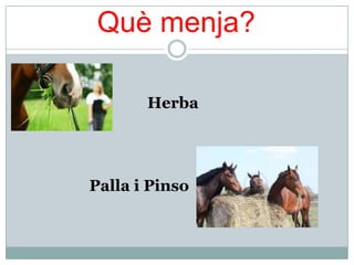 Què menja?

       Herba




Palla i Pinso
 