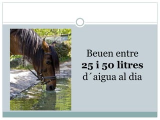 Beuen entre
25 i 50 litres
d´aigua al dia
 