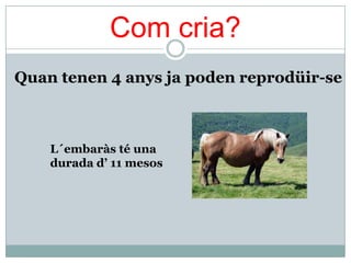 Com cria?
Quan tenen 4 anys ja poden reprodüir-se



    L´embaràs té una
    durada d’ 11 mesos
 