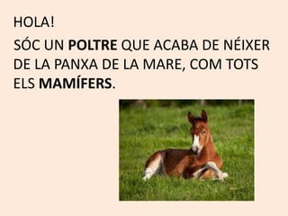 HOLA!
SÓC UN POLTRE QUE ACABA DE NÉIXER
DE LA PANXA DE LA MARE, COM TOTS
ELS MAMÍFERS.