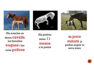 Els mascles es
diuen cavalls,
les femelles

eugues i les
cries poltres

Els poltres
estan 11

mesos
a la panxa
mare

En pocs

minuts ja
poden seguir la
seva mare

 