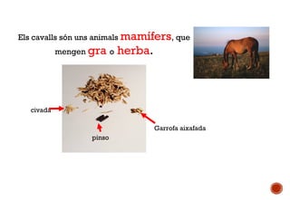 Els cavalls són uns animals mamífers, que
mengen gra o

herba.

civada
Garrofa aixafada
pinso

 