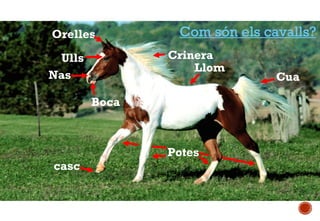 Orelles

Com són els cavalls?
Crinera
Llom

Ulls
Nas
Boca

casc

Potes

Cua

 