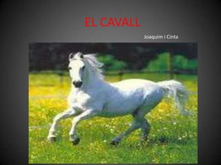 EL CAVALL Joaquim i Cinta 