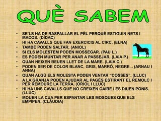 • SE’LS HA DE RASPALLAR EL PÈL PERQUÈ ESTIGUIN NETS I
MACOS. (DÍDAC)
• HI HA CAVALLS QUE FAN EXERCICIS AL CIRC. (ELNA)
• TAMBÉ PODEN SALTAR. (ANIOL)
• SI ELS MOLESTEM PODEN MOSSEGAR. (PAU L.)
• ES PODEN MUNTAR PER ANAR A PASSEJAR. (LAIA P.)
• QUAN NEIXEN BEUEN LLET DE LA MARE. (LAIA C.)
• PODEN SER DE COLOR BLANC, GRIS, MARRÓ, NEGRE... (ARNAU I
ANNA)
• QUAN ALGÚ ELS MOLESTA PODEN VENTAR “COSSES”. (LLUC)
• A LA GRANJA PODEN AJUDAR AL PAGÈS ESTIRANT EL REMOLC I
PER REMOURE LA TERRA. (ORIOL I LLUC)
• HI HA UNS CAVALLS QUE NO CREIXEN GAIRE I ES DIUEN PONIS.
(LLUC)
• MOUEN LA CUA PER ESPANTAR LES MOSQUES QUE ELS
EMPIPEN. (CLÀUDIA)
 