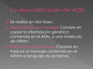  Se realiza en dos fases :
 Transcripción del mensaje Consiste en
copiar la información genética
contenida en el ADN, a una molécula
de ARNm.
 Traducción del mensaje Consiste en
traducir el mensaje contenido en el
ARNm al lenguaje de proteínas.
 