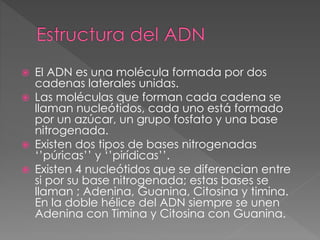  El ADN es una molécula formada por dos
cadenas laterales unidas.
 Las moléculas que forman cada cadena se
llaman nucleótidos, cada uno está formado
por un azúcar, un grupo fosfato y una base
nitrogenada.
 Existen dos tipos de bases nitrogenadas
‘’púricas’’ y ‘’pirídicas’’.
 Existen 4 nucleótidos que se diferencian entre
si por su base nitrogenada; estas bases se
llaman ; Adenina, Guanina, Citosina y timina.
En la doble hélice del ADN siempre se unen
Adenina con Timina y Citosina con Guanina.
 
