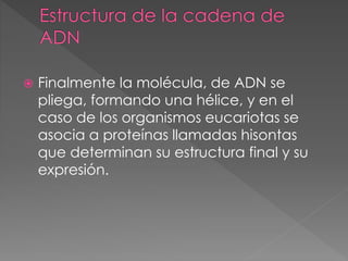  Finalmente la molécula, de ADN se
pliega, formando una hélice, y en el
caso de los organismos eucariotas se
asocia a proteínas llamadas hisontas
que determinan su estructura final y su
expresión.
 