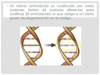 • Un mismo aminoácido es codificado por varios
codones. Existen 64 codones diferentes para
codificar 20 aminoácidos lo que obliga a un cierto
grado de degeneración en el código.
 