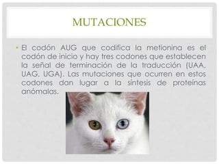 MUTACIONES
• El codón AUG que codifica la metionina es el
codón de inicio y hay tres codones que establecen
la señal de terminación de la traducción (UAA,
UAG, UGA). Las mutaciones que ocurren en estos
codones dan lugar a la síntesis de proteínas
anómalas.
 