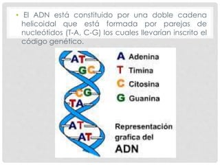 • El ADN está constituido por una doble cadena
helicoidal que está formada por parejas de
nucleótidos (T-A, C-G) los cuales llevarían inscrito el
código genético.
 