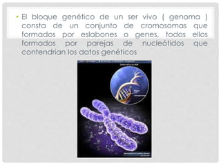 • El bloque genético de un ser vivo ( genoma )
consta de un conjunto de cromosomas que
formados por eslabones o genes, todos ellos
formados por parejas de nucleótidos que
contendrían los datos genéticos
 