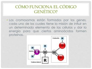 CÓMO FUNCIONA EL CÓDIGO
GENÉTICO?
• Los cromosomas están formados por los genes,
cada uno de los cuales tiene la misión de influir en
un determinado elemento de las células y dar la
energía para que ciertos aminoácidos formen
proteínas.
 