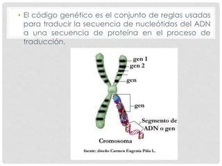 • El código genético es el conjunto de reglas usadas
para traducir la secuencia de nucleótidos del ADN
a una secuencia de proteína en el proceso de
traducción.
 
