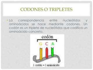 CODONES O TRIPLETES
• La correspondencia entre nucleótidos y
aminoácidos se hace mediante codones. Un
codón es un triplete de nucleótidos que codifica un
aminoácido concreto.
 