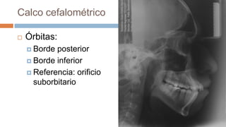 Calco cefalométrico

   Órbitas:
     Borde posterior
     Borde inferior

     Referencia: orificio
      suborbitario
 